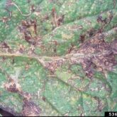 Damaged leaf from American serpentine leafminer