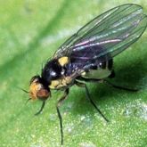 Image of adult American serpentine leafminer