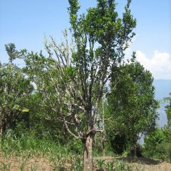 Tree dieback caused by citrus powdery mildew