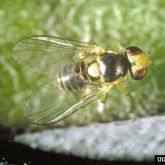 Image of adult American serpentine leafminer