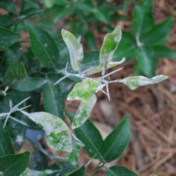 Distorted, withering leaves that have been infected with citrus powdery mildew