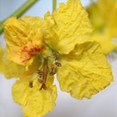 Parkinsonia flower close-up