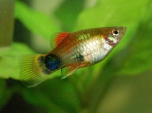 Photograph of a platy fish.