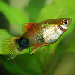 Platy 