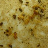 Larvae and beetles on grainy background