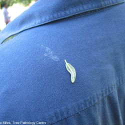 Tiny ‘powdery’ spores of citrus powdery mildew on clothing 