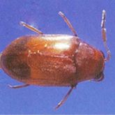 Adult Queensland pine beetle