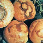 Fruit symptoms of plum pox