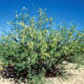 Mesquite (Prosopis velutina) plant