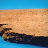 Timber showing small holes, damage caused by the Queensland pine beetle