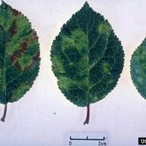 Leaf symptoms of plum pox