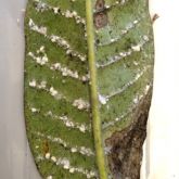 Thick white coating from mealybug infestation on the underside of a frangipani leaf