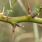 Parkinsonia spike and stem