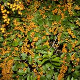 Duranta leaves and fruit