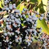 Broad-leaf privet fruit and leaves