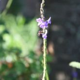 Snakeweed flower and stem