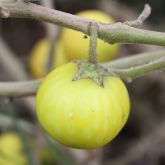 Tropical soda apple fruit