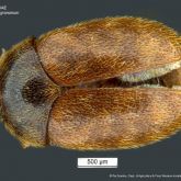 Close-up of brown beetle