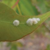 Cone-shaped lerps of glycaspis psyllids