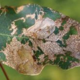 Flea beetle (<em>Chaetocnema</em> species) damage to upper surface of Dunn's white gum (<em>Eucalyptus dunnii</em>) leaf