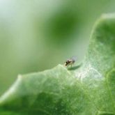 Adult vegetable leafminer flies are very small (1-2 mm long).