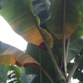 Early stage of TR4 infection - yellowing leaf margins