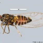 Adult tomato-potato psyllid, side view
