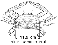 Minimum size requirement of 11.5cm for blue swimmer crabs