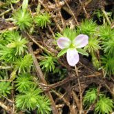 Bog moss flower