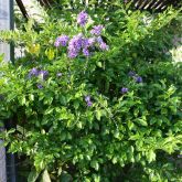 Duranta plant with flowers