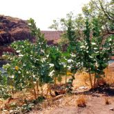 Calotrope plants