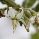 Tropical soda apple flowers