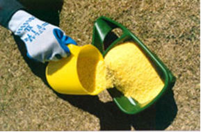 Bait treatment for electric ants