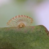 Cone-shaped lerps of glycaspis psyllids (Glycaspis species)