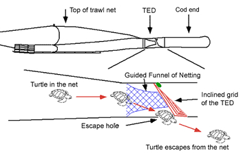 Side view showing a turtle excluder device fitted to a trawl net