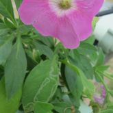 Vegetable leafminer larvae can tunnel and cause squiggly trails in petunia leaves.