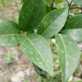 Early symptoms of citrus powdery mildew on leaves