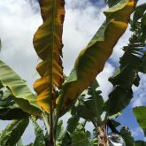 Early stage of TR4 infection - entire leaf yellowing with leaf margins browning