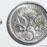 Adult tomato potato psyllid next to a 5 cent coin for size comparison