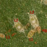 Close-up of capsicum whitefly eggs and first-stage (L1) and second-stage (L2) nymphs