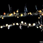 PCN Globodera rostochiensis 1356147-LGPT Ulrich Zunke- University of Hamburg- Bugwood-org