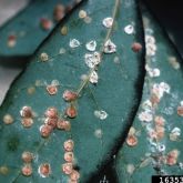 Mature female pyriform scale insects