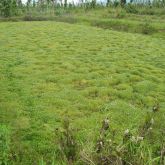 Bog moss infestation