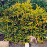 Duranta plant with fruit