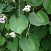 Elephant ear vine