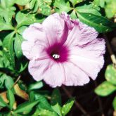 Coastal morning glory flower