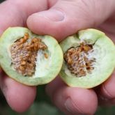 Tropical soda apple inside of fruit