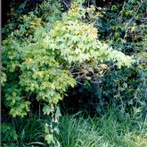 White passion fruit smothering native vegetation