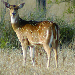 Thumbnail of Feral chital deer