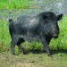 Thumbnail of Feral pig